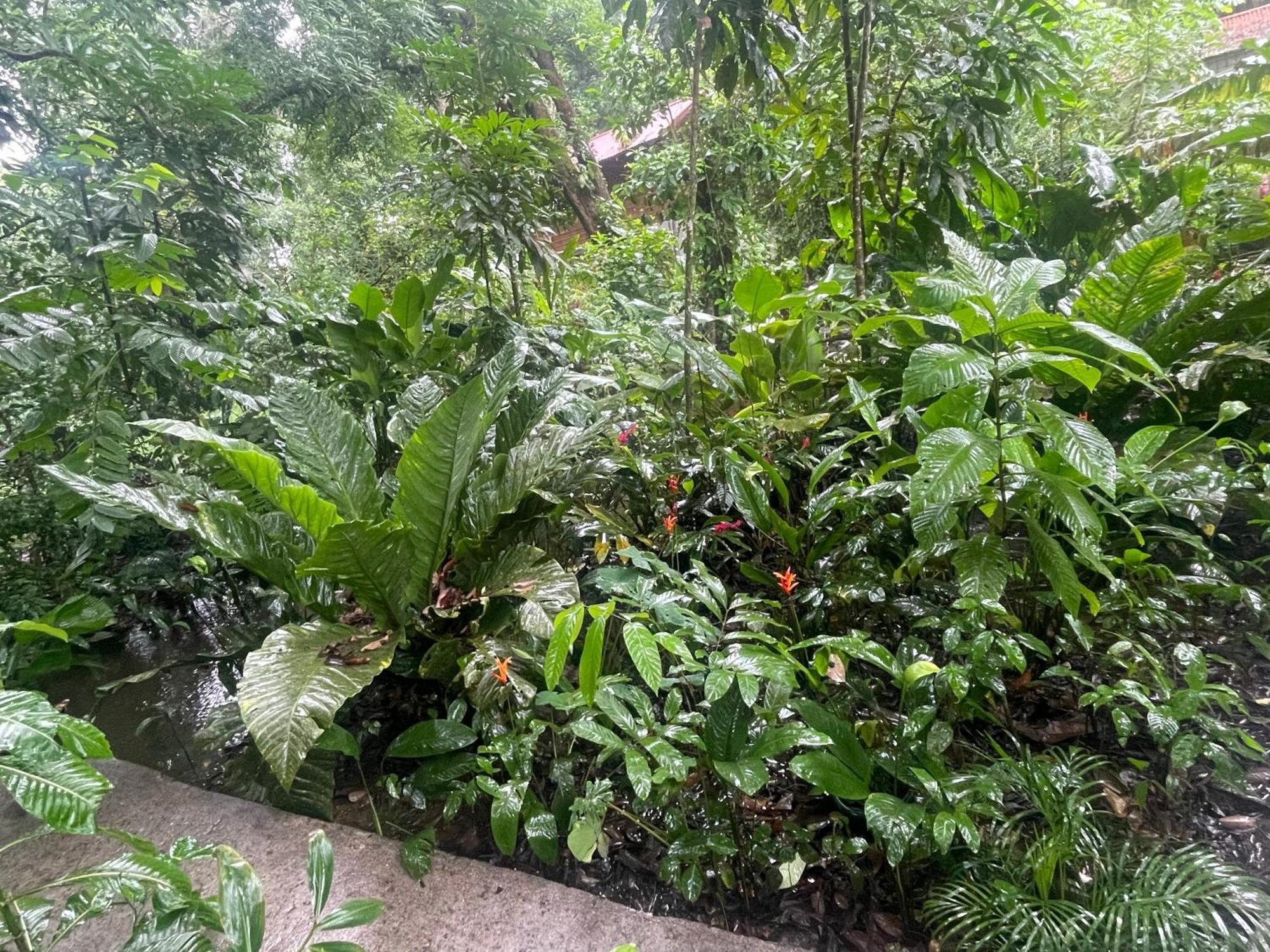 Casa Jaguar Tortuguero Villa Exterior photo